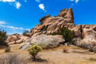 Joshua Tree-1156